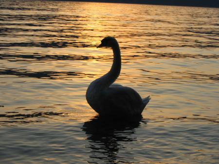 Le lac des cygnes..!