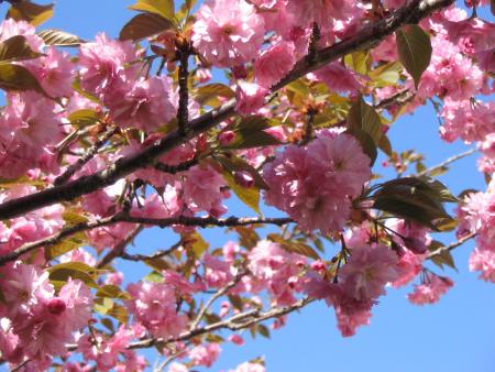 Photos Kty. 22 avril 2006. Mon cerisier du Japon.