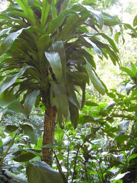 Une de mes causes...AMAZONIE...